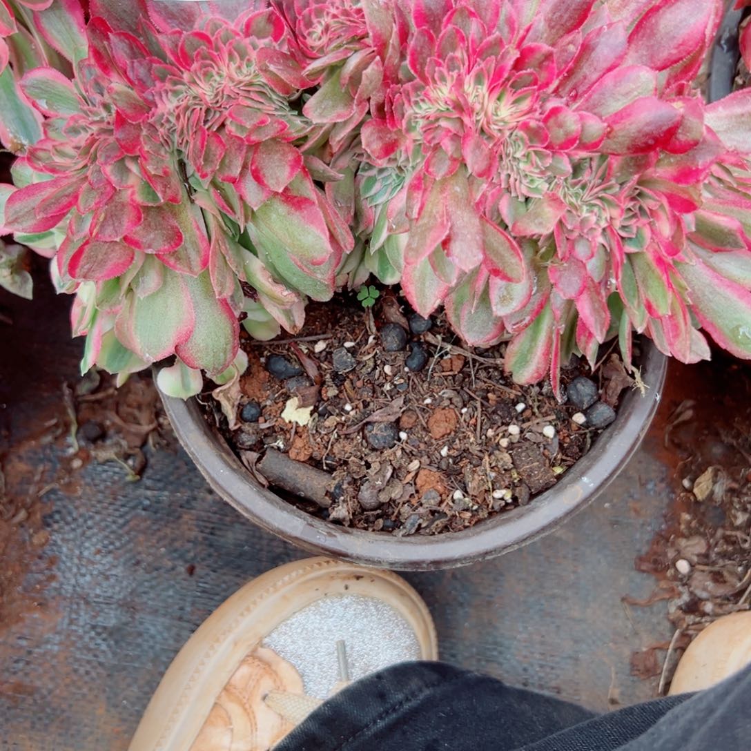 我3659 号多肉法师新年福利