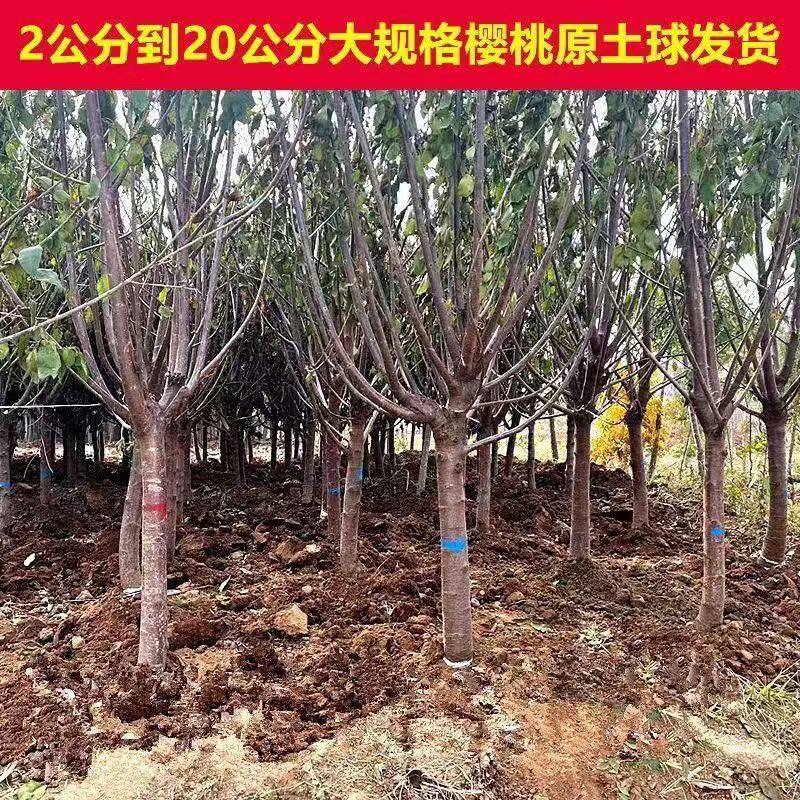 3公分起黑珍珠车厘子大樱桃树苗南北方种植果树苗