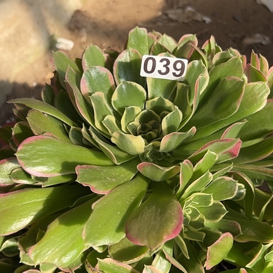 回*多肉植物一个