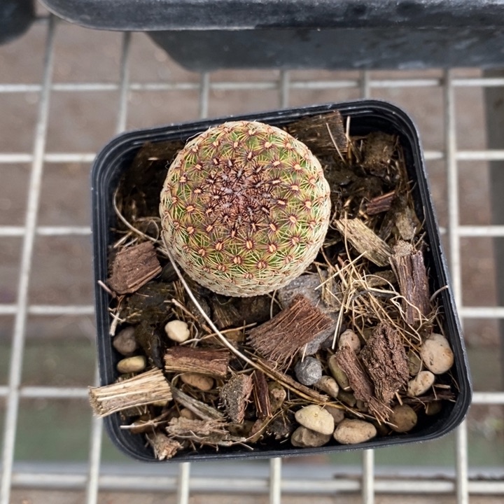 伯克利和他的朋友在一起的时候