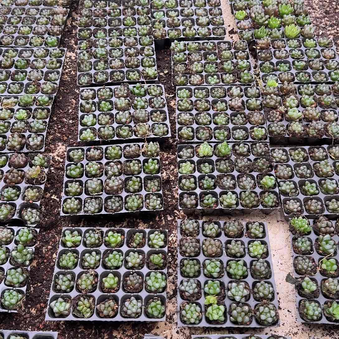 105孔玉露20颗不售后量拍