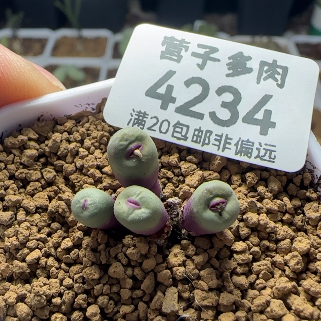 小红嘴4头脱土。      