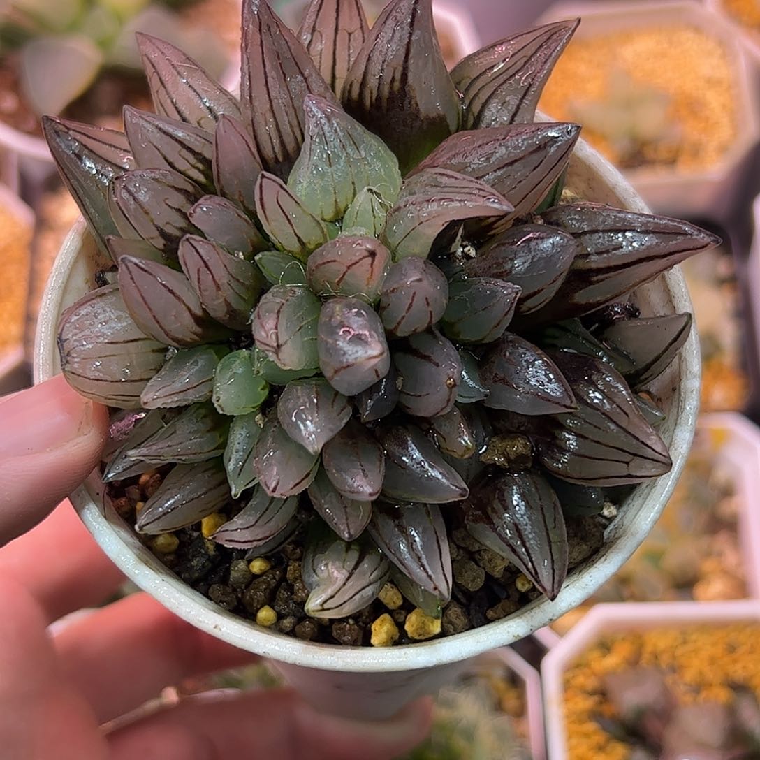 子弹头十二卷多肉植物满