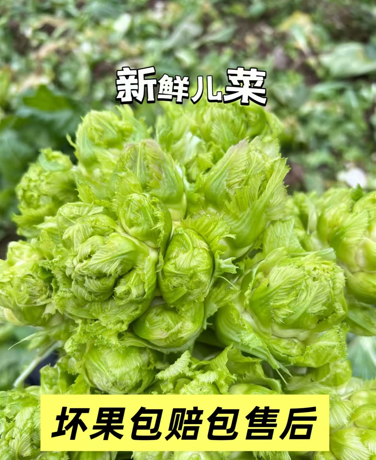 【罗书记助农】农户自种新鲜儿菜冬季必备新鲜蔬菜坏果包赔时令蔬菜