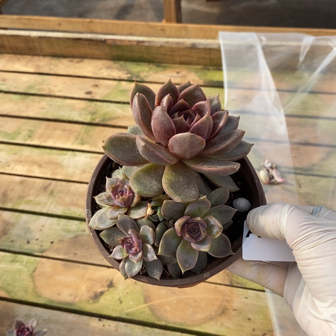 331巧克力慕斯一物一拍