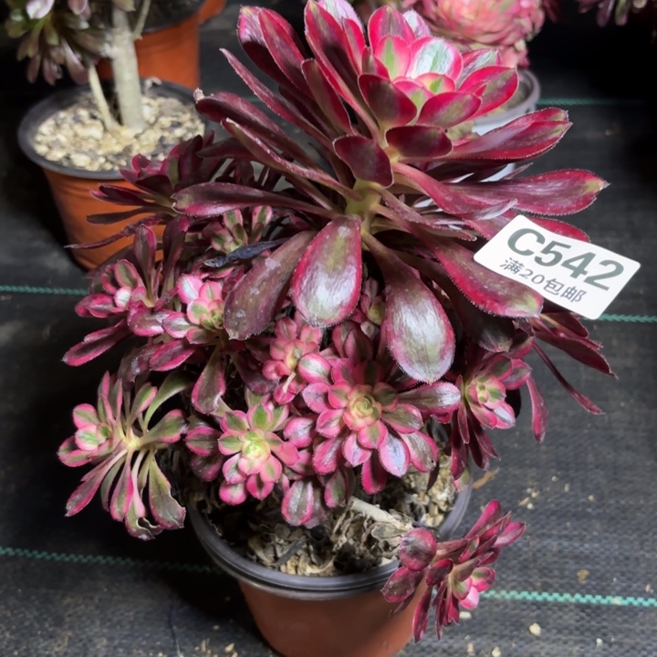 瑞妈一物一拍 542