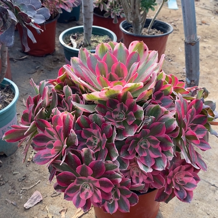 粉女郎多肉植物12。 