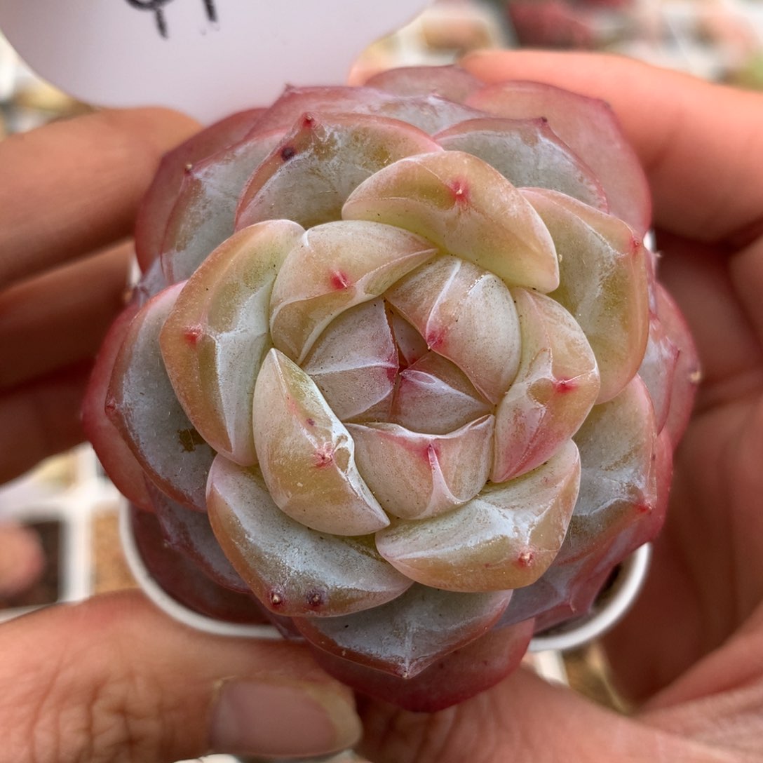 紫星河珍妮单头4963