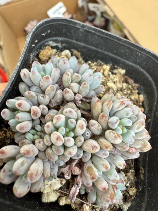 精品蓝豆多肉植物