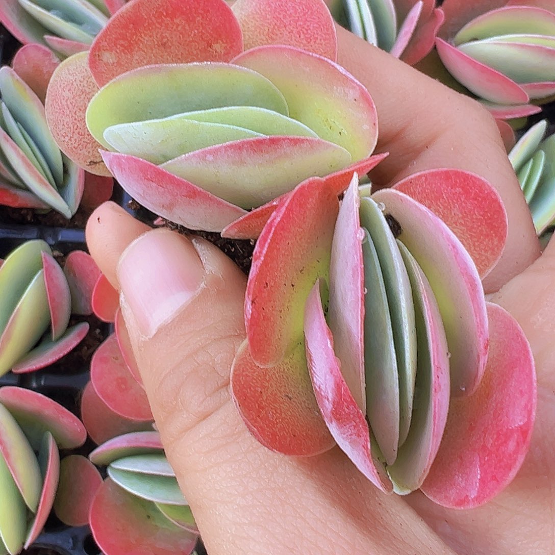 唐寅苗5颗19包邮多肉