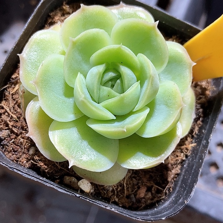 多肉植物虾饺2109