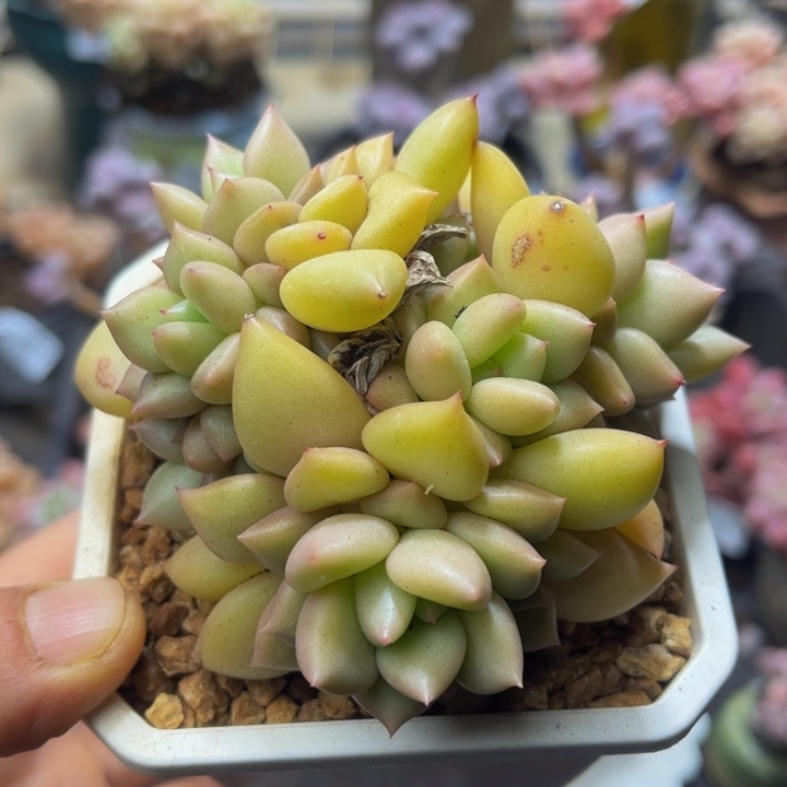 369 象牙8 厘米多肉