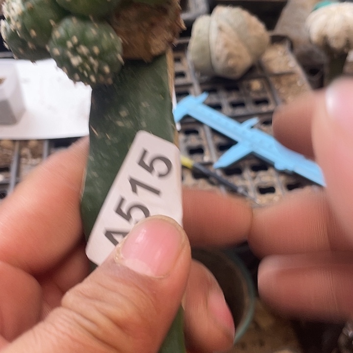 仙人球515号球星草球