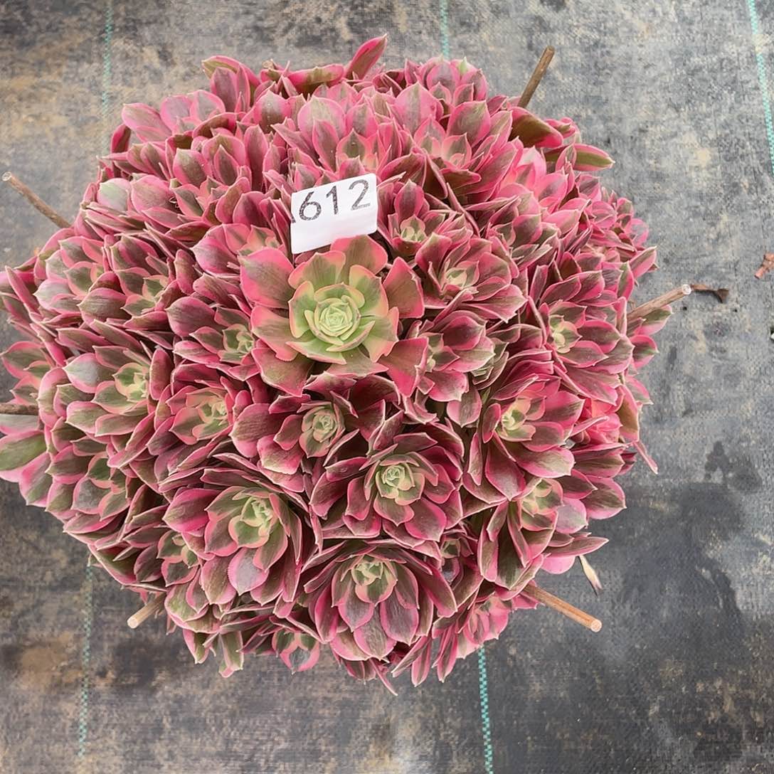 春***姐612.粉女郎多肉植物