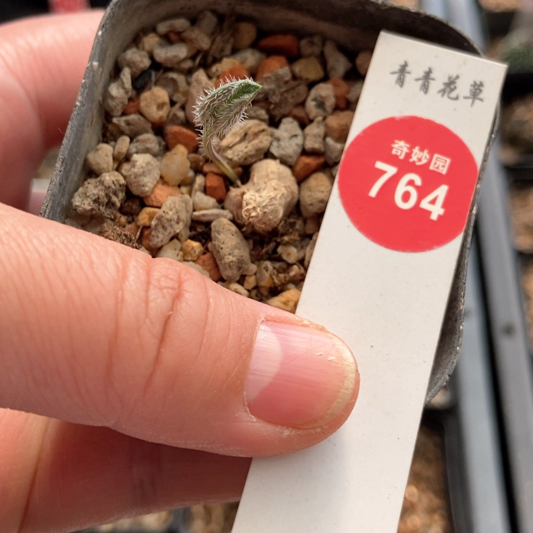 毛叶波动雾冰玉一颗