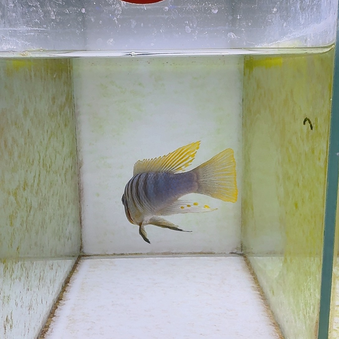 海水鱼三湖慈鲷三湖慈鲷