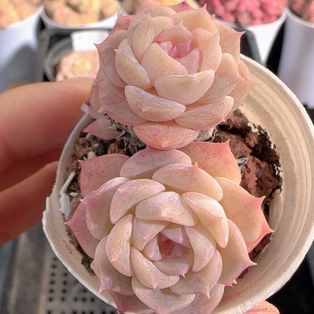 多肉1226-122纯爱纯爱