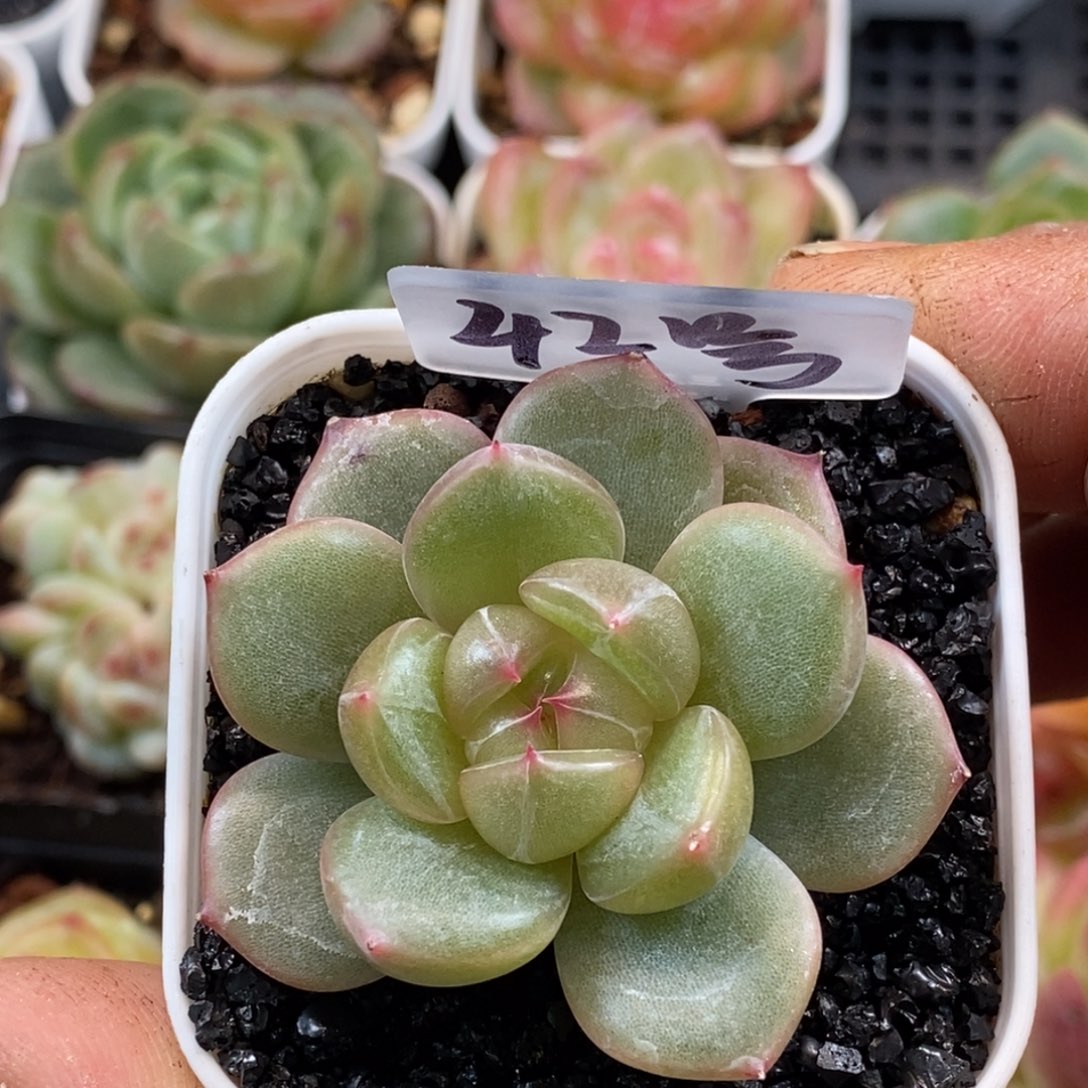 天官赐福百无禁忌