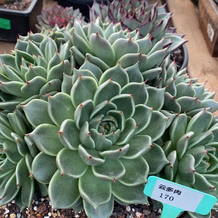 D170- 直播福利 白玫瑰捧花