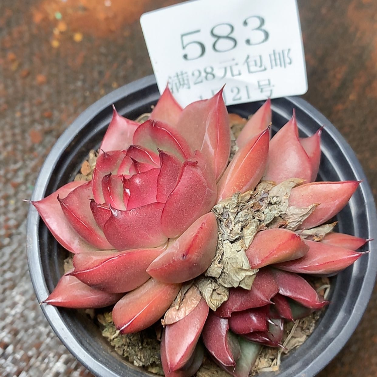 【闪购商品】云583