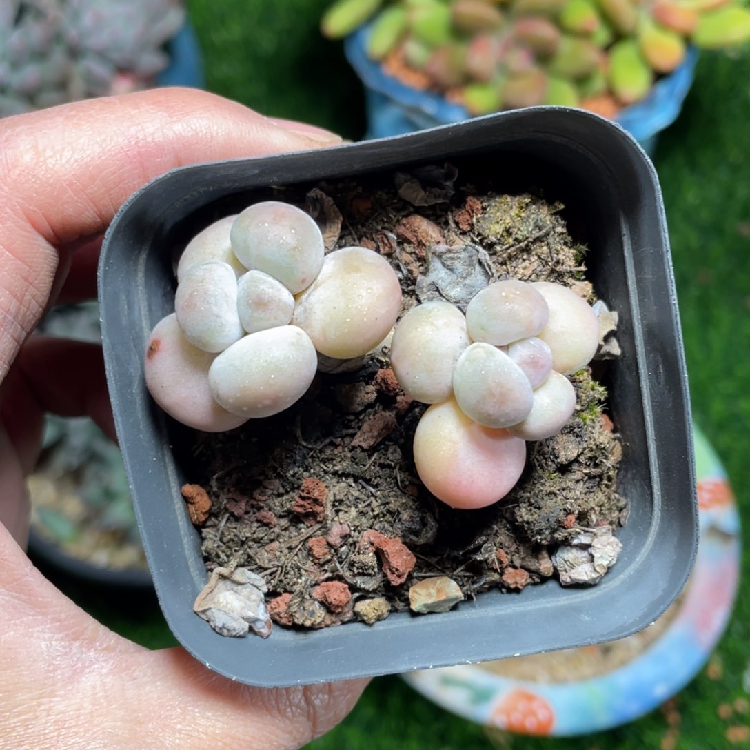 香水奶老桩多肉植物