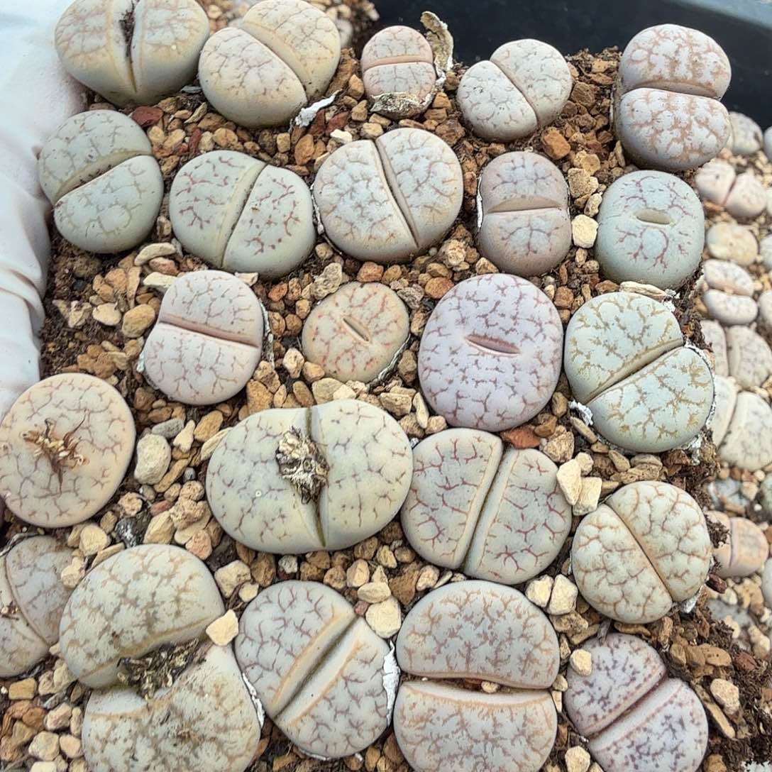 是一个充满生机盎然之前193好
