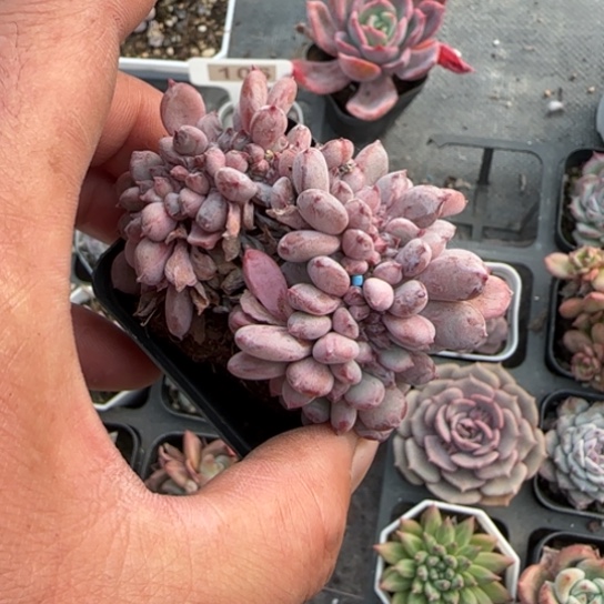 46粉珍妮缀多肉植物多