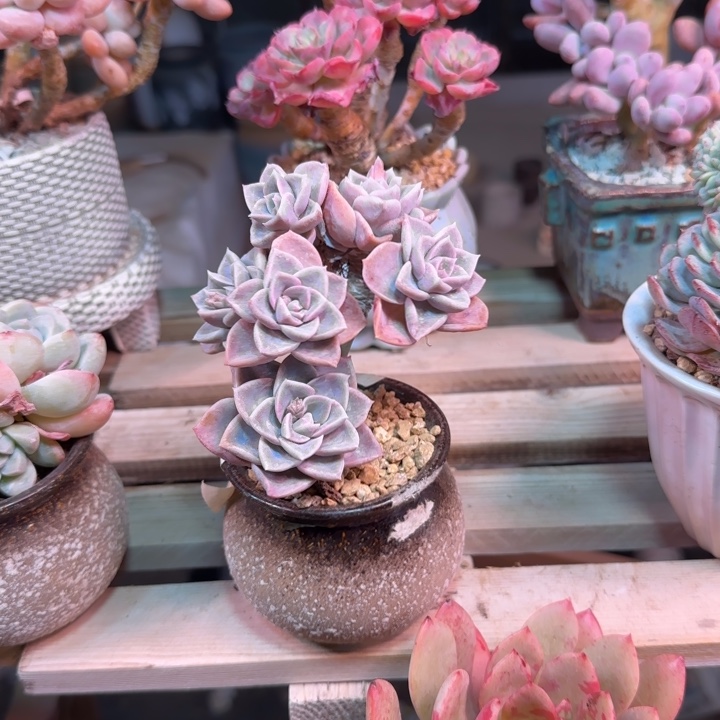 哈利沃森多肉植物xiyuyepin