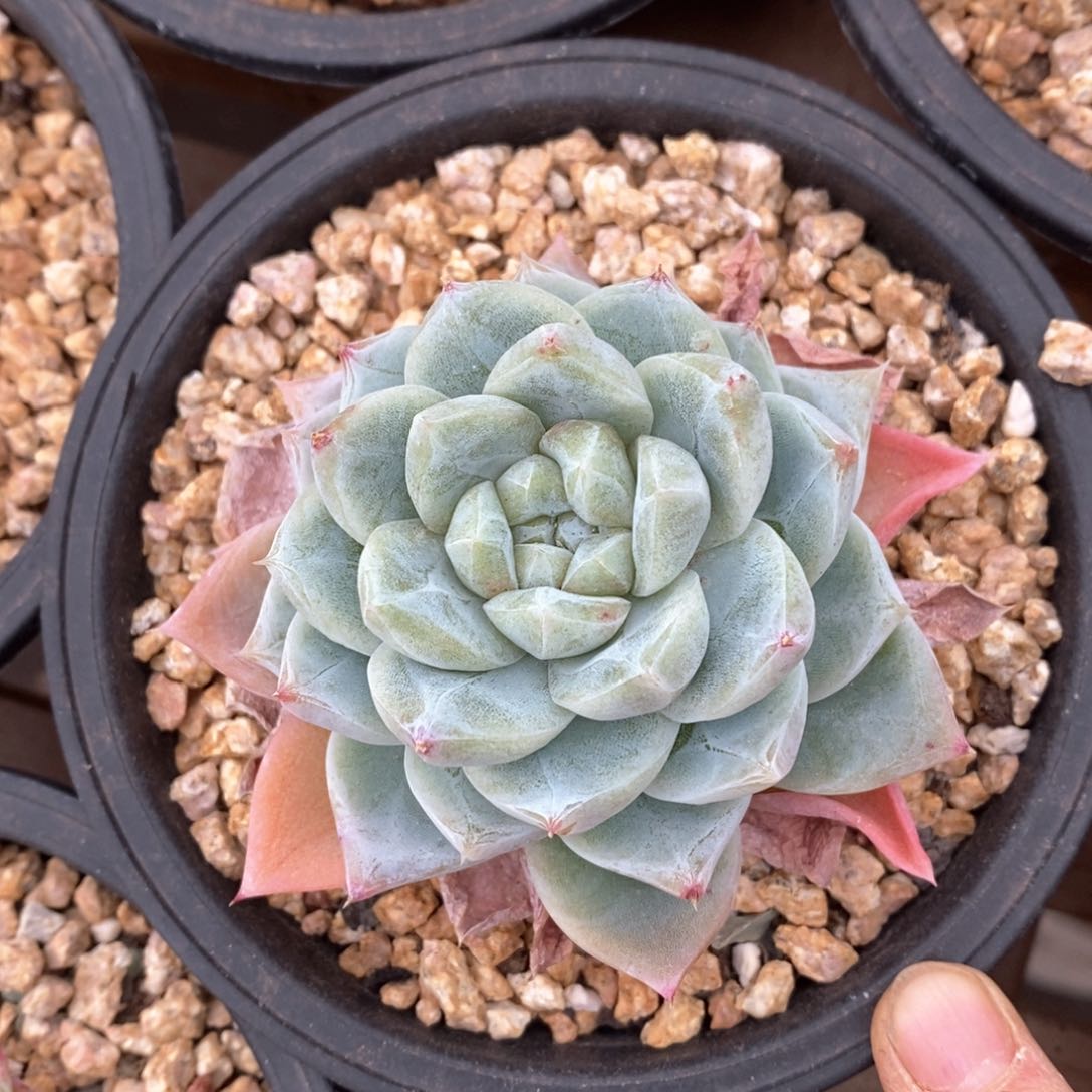 精品多肉一物一拍不包整24