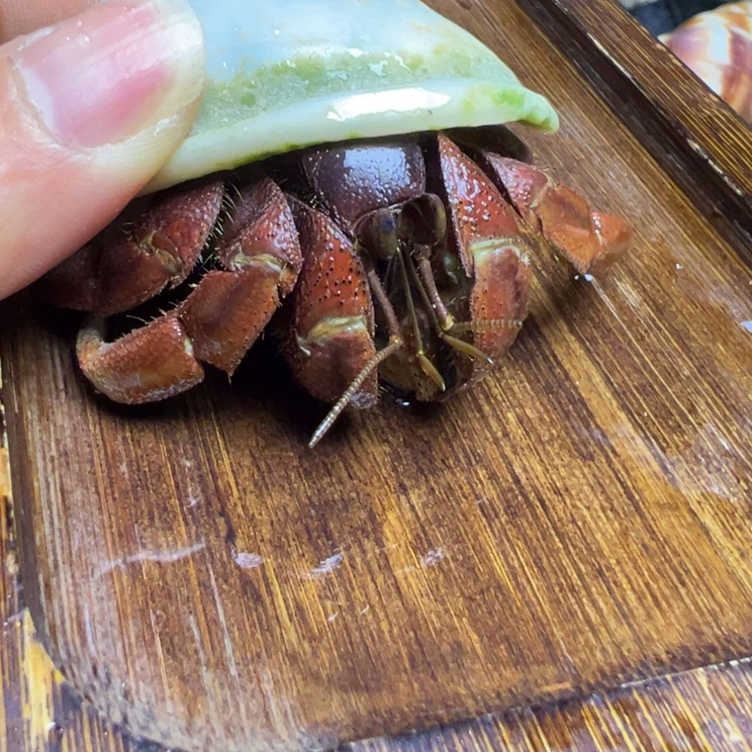 陆生寄居蟹99号拍品