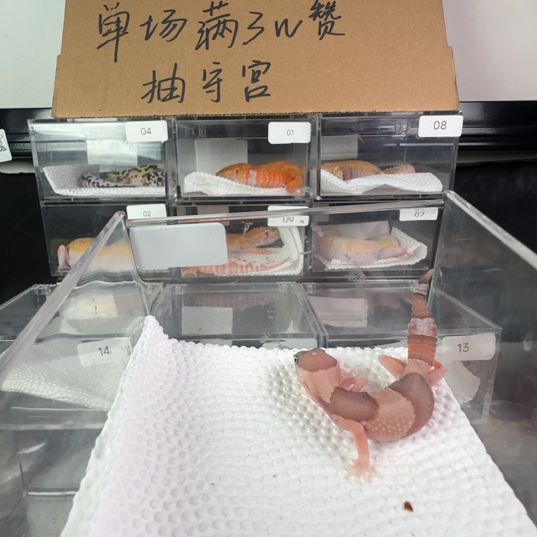 豹纹守宫橘白妹妹