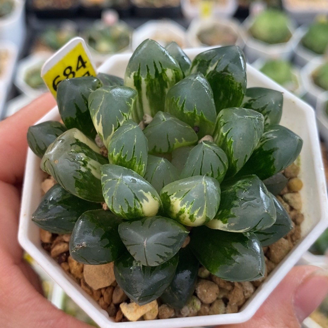 不开花植物684北极之光