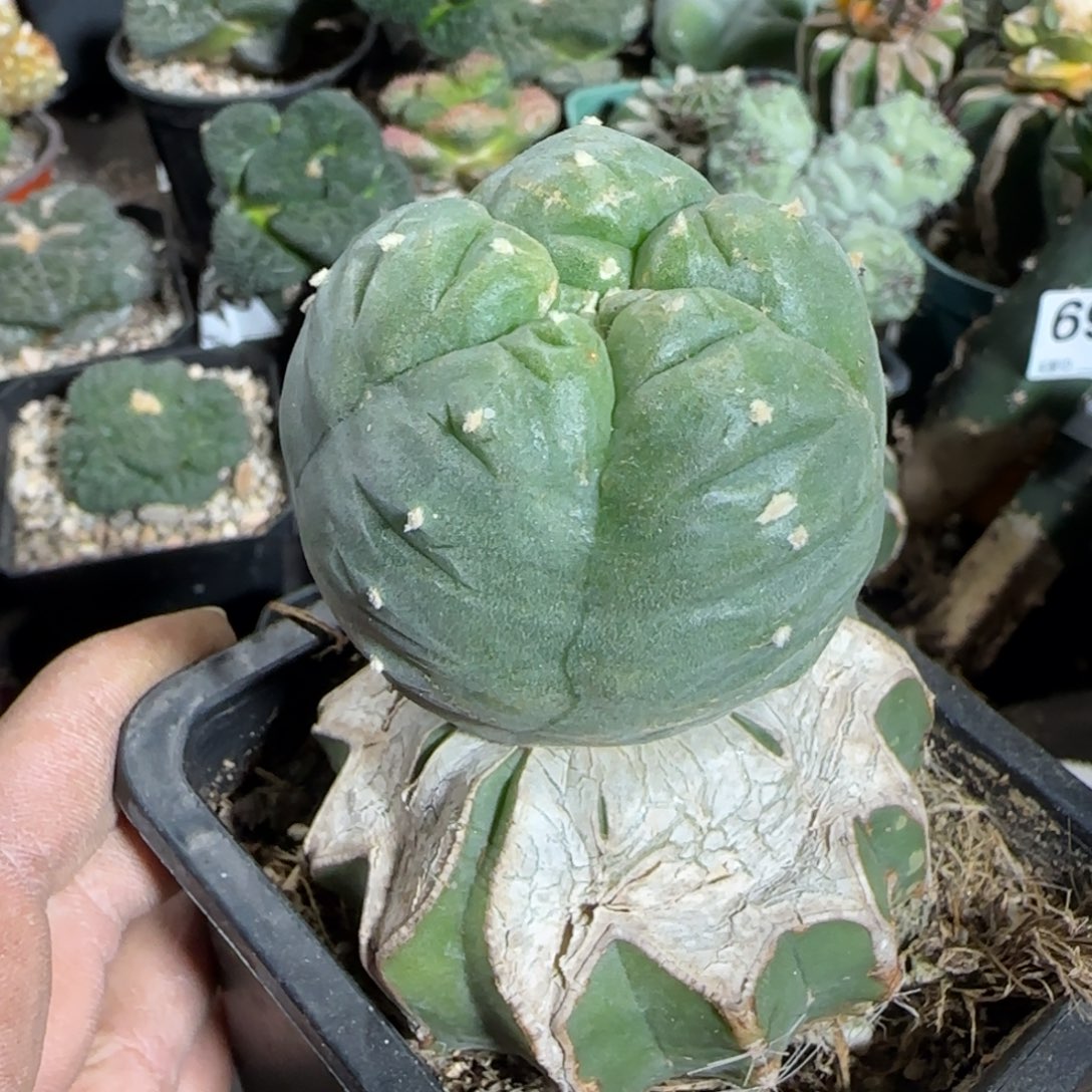 【闪购商品】螺旋肋骨247