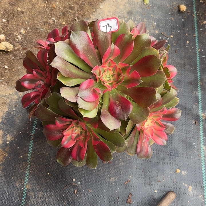 香妃73法师多肉植物