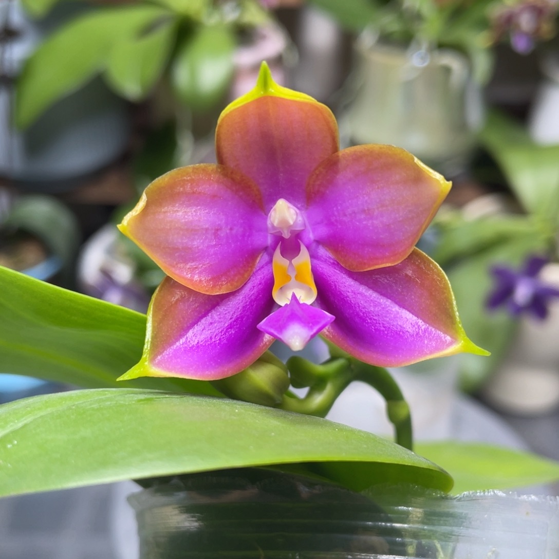 完全开放龙玛丽2.5寸