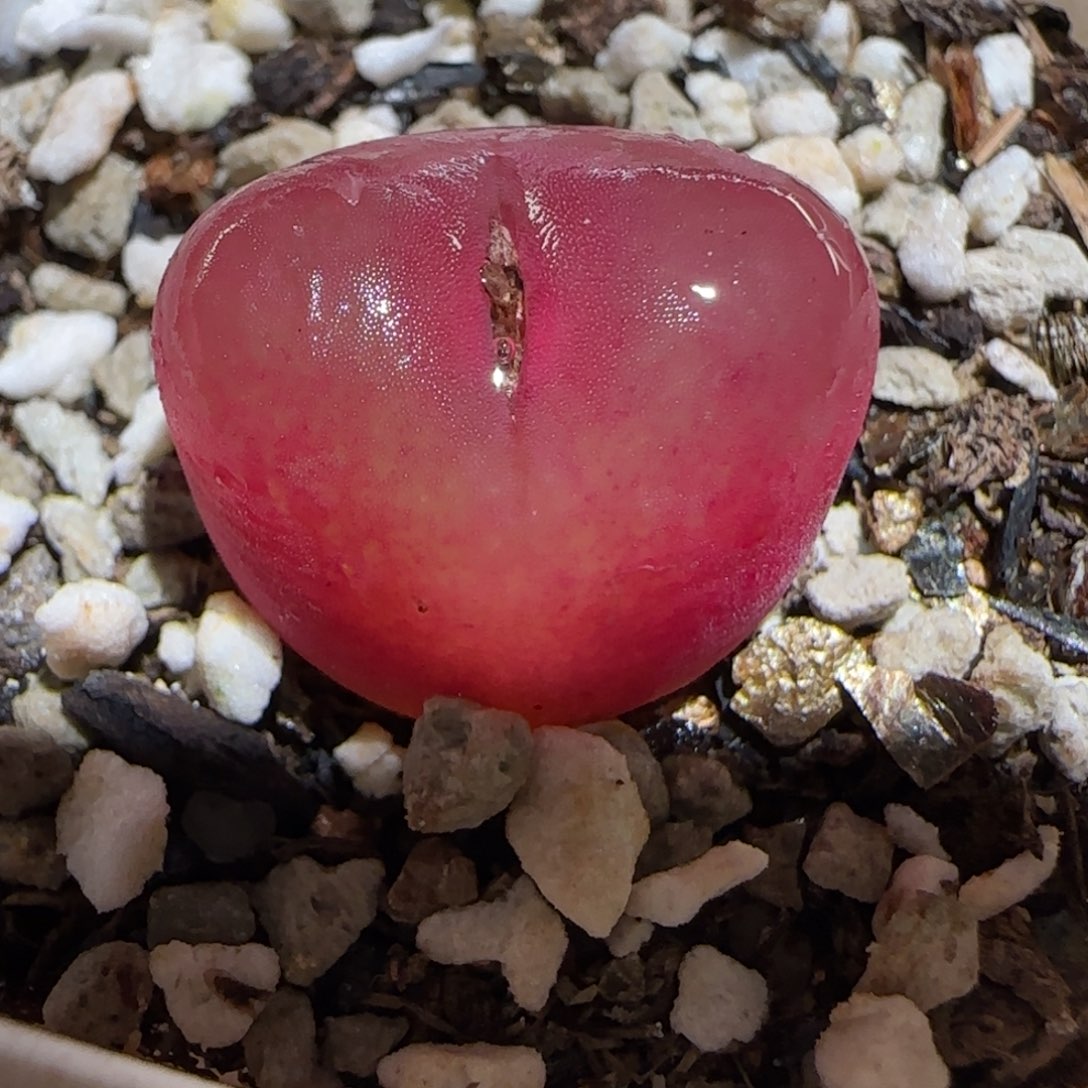 肉锥多肉植物百科26-1045