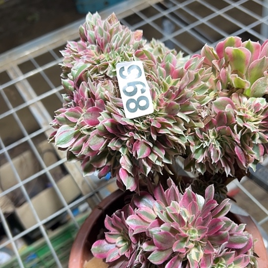 用***4多肉植物一个女郎896