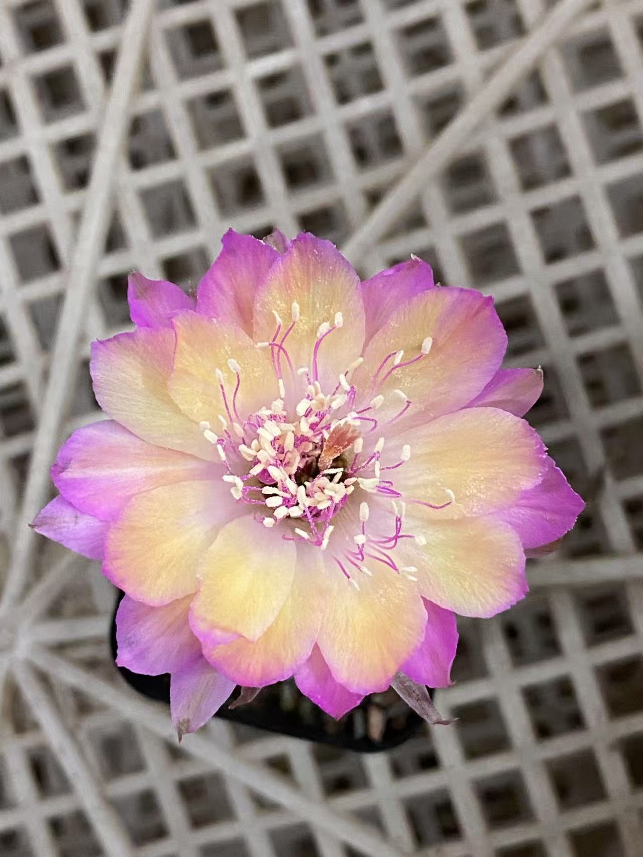 极光带盆土4颗组      仙人球漳州基地直发 新手好养