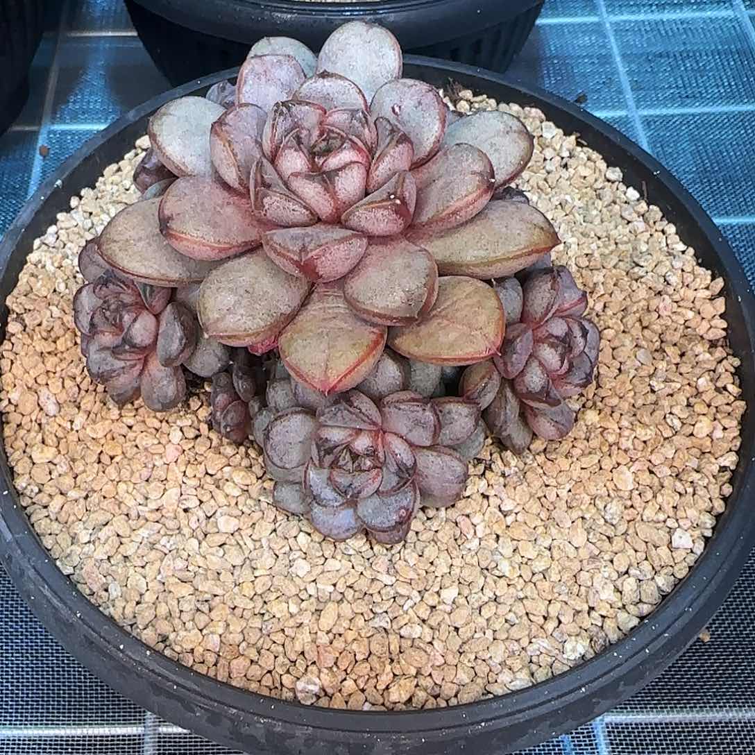 从前慢花园精选葡萄小