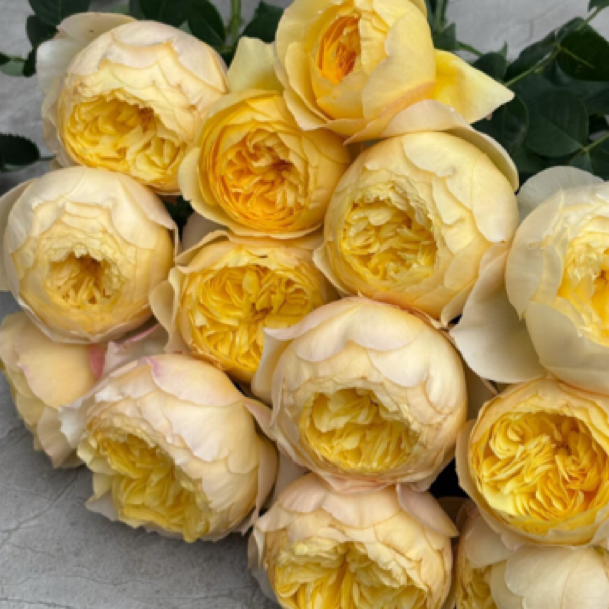  成媛【雀啾】黄包子果香味耐热月季花苗阳台盆栽四季开花浓香勤花