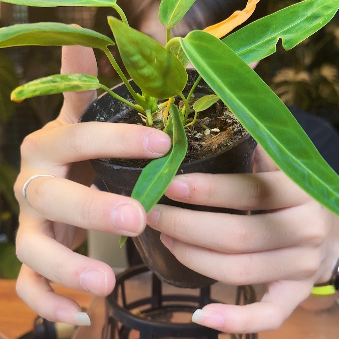 完全开放I155火鹤后