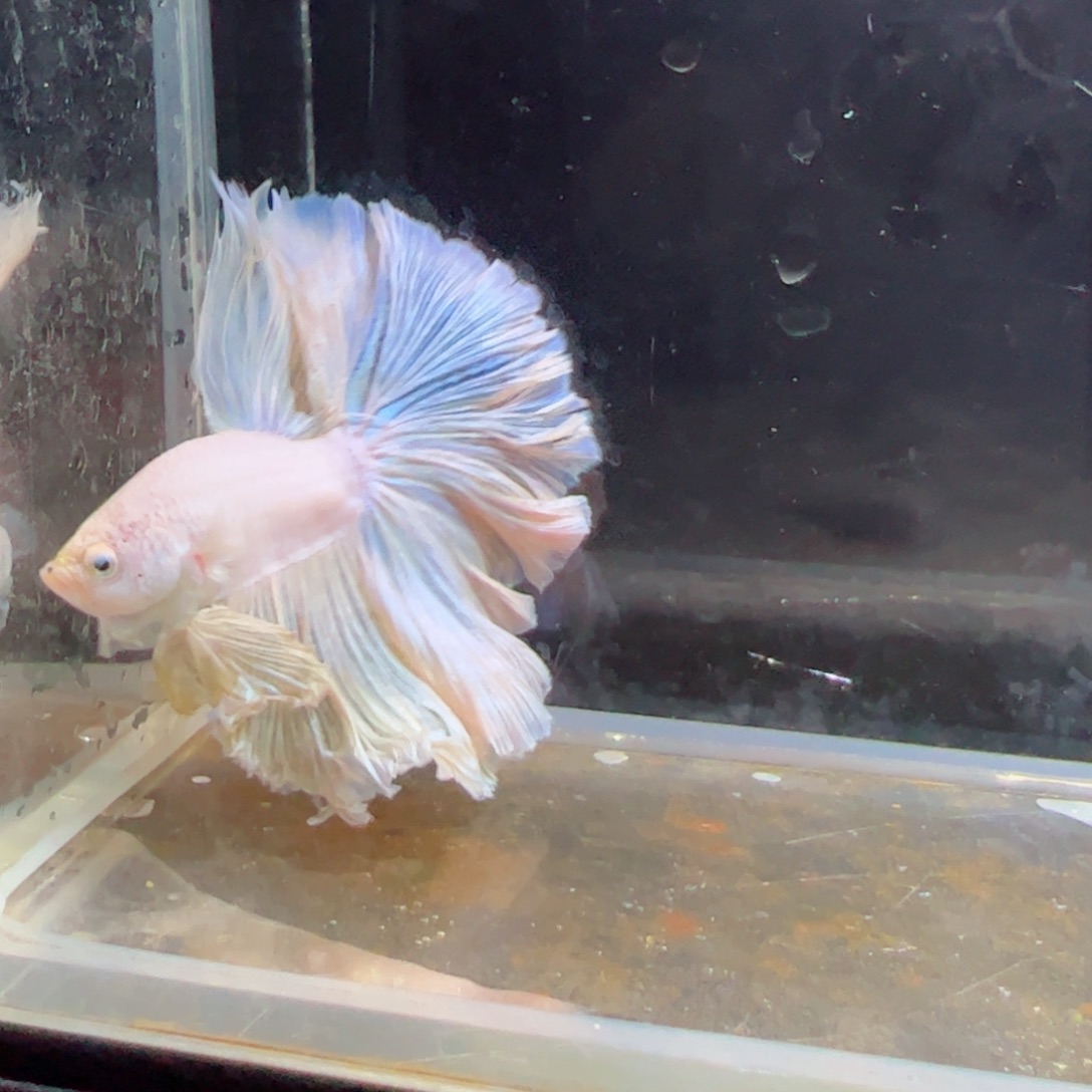 斗鱼浅色特殊尾hhhh