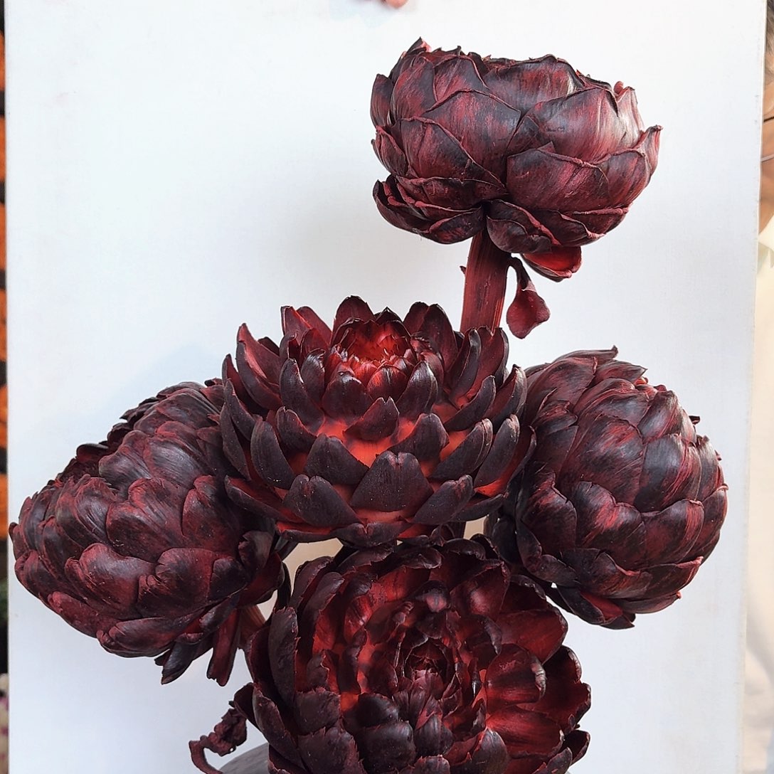 完全开放A17酒红洋蓟5枝