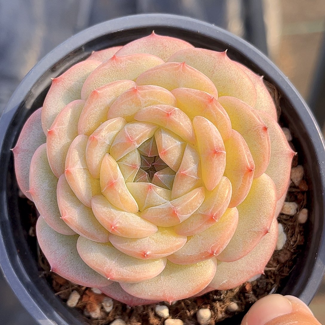 827 放漏  新品珍妮 满18包邮