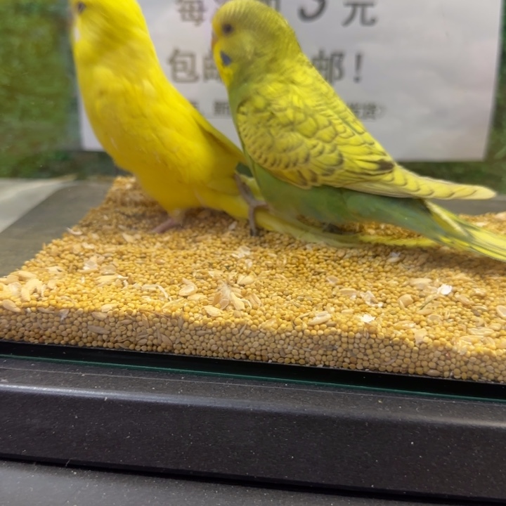 虎皮鹦鹉大头虎皮鹦鹉