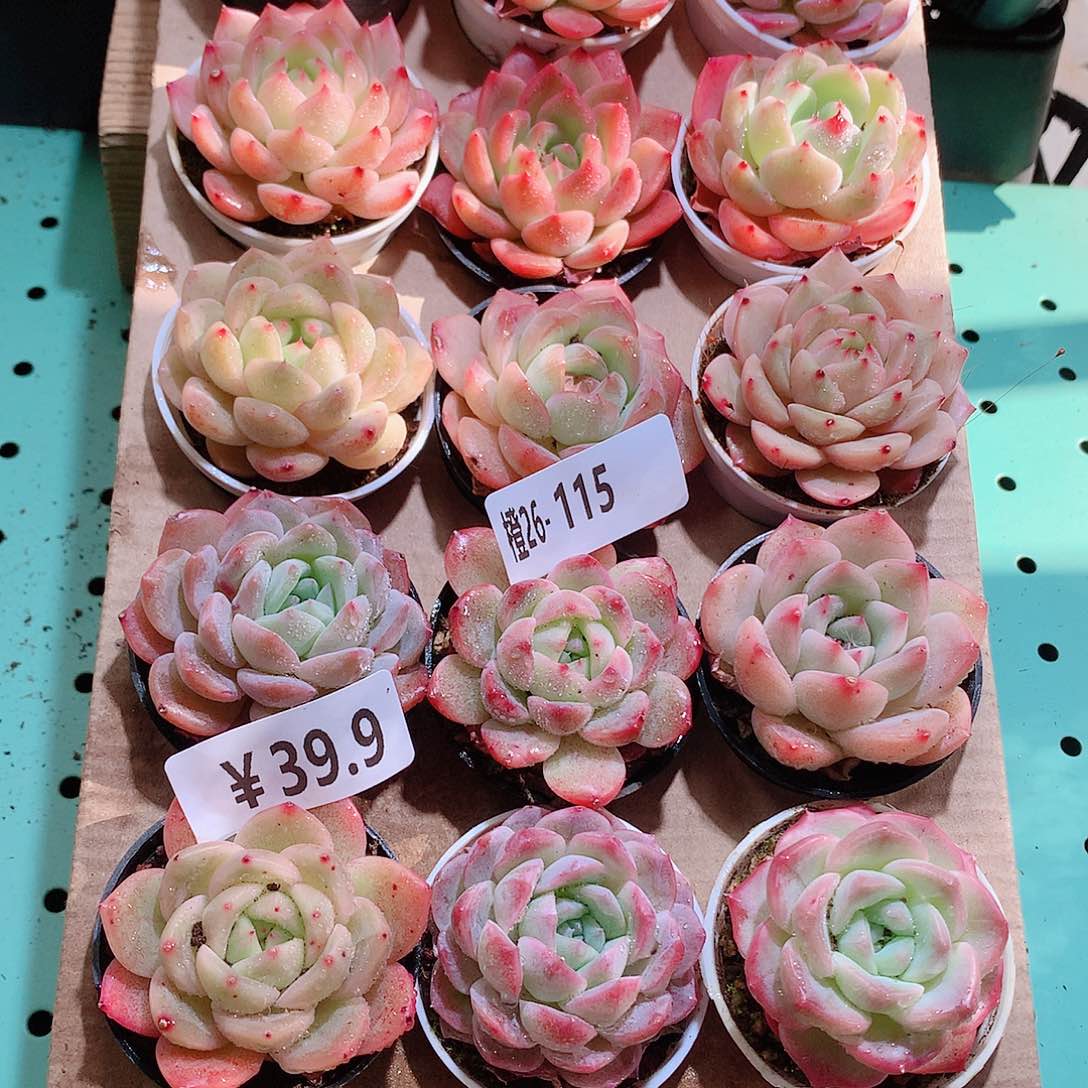 26-115一物一拍带盆18颗