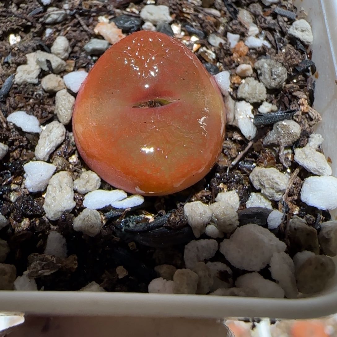 肉锥多肉植物百科2-有疤水蜜桃1751