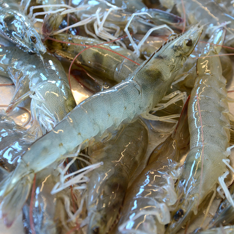 【新永发·活鲜现捞】海虾惊爆特惠 一斤（路途遥远保鲜，不保活）