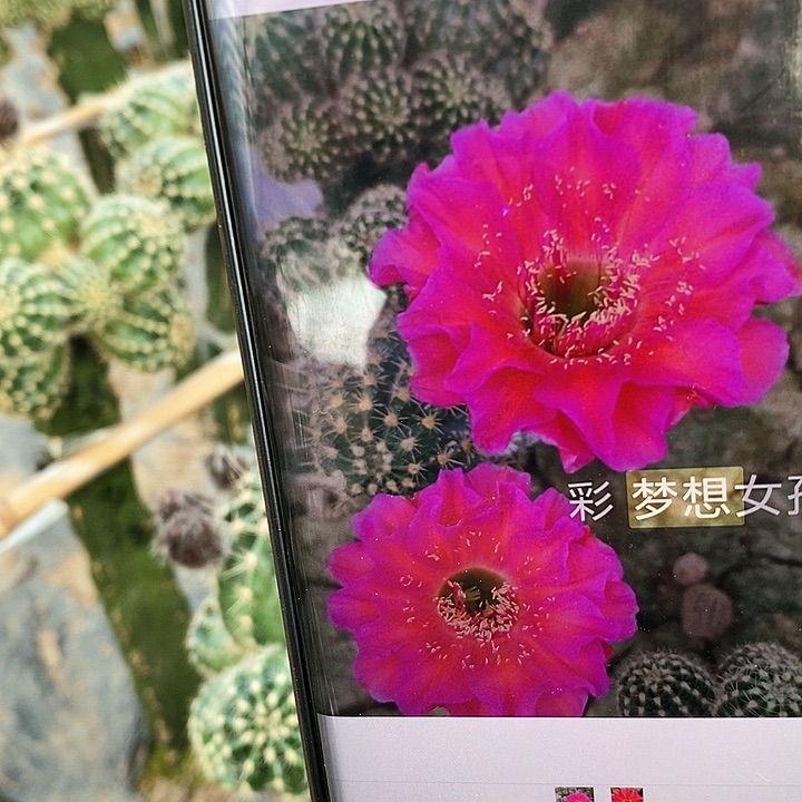 彩 梦想女孩/侧芽歪20包邮/5公分左右