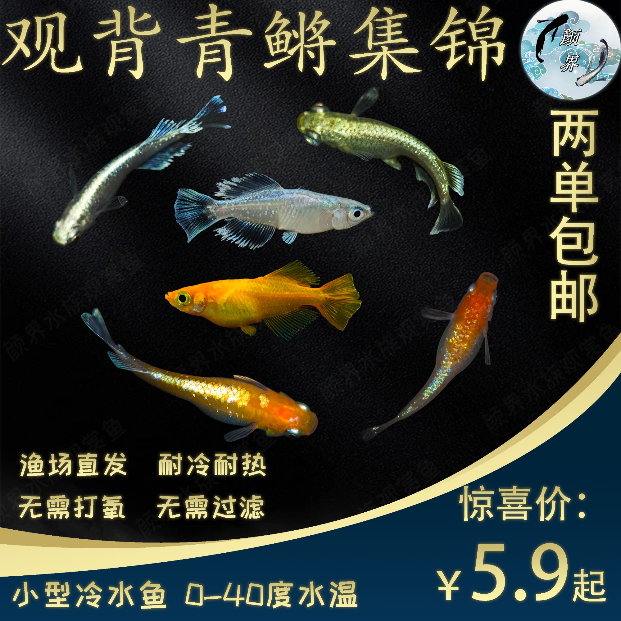 观背青鳉鱼集锦两单包邮冷水鱼天使之翼星光短球体干支锦系红白